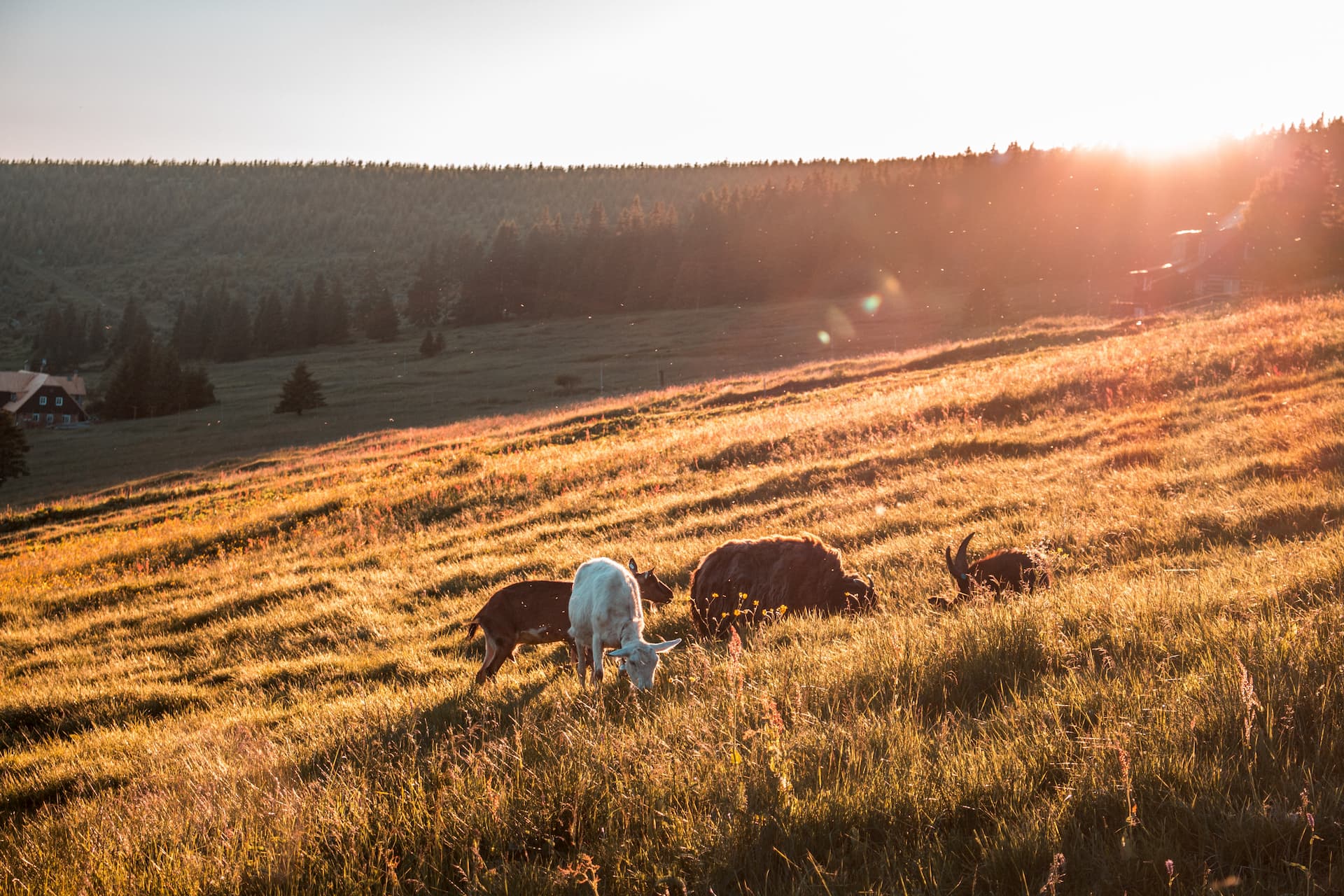 Cows Grazing Image